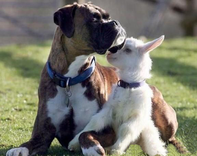 狗、猫与小羊的儿童睡前故事