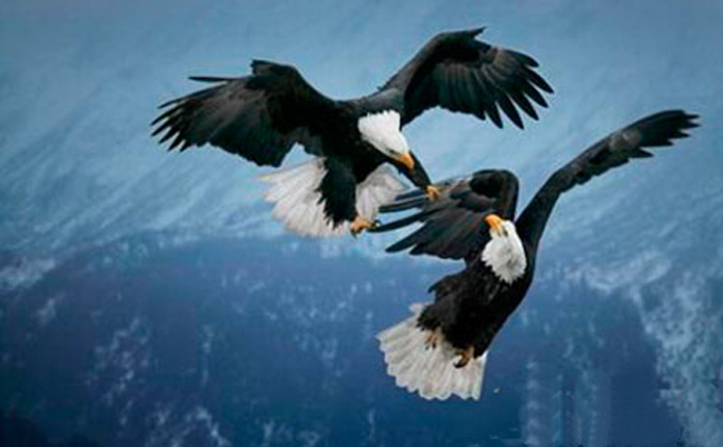 大胆尝试的励志寓言