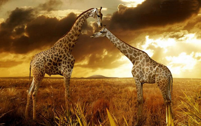 有关长颈鹿的励志寓言