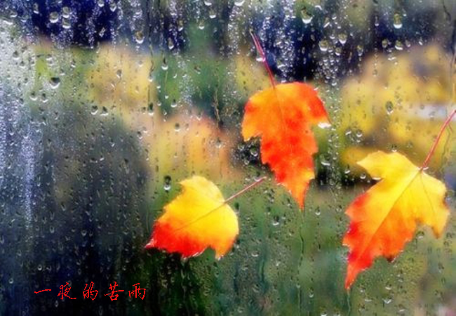 一夜的苦雨和一夜的相思