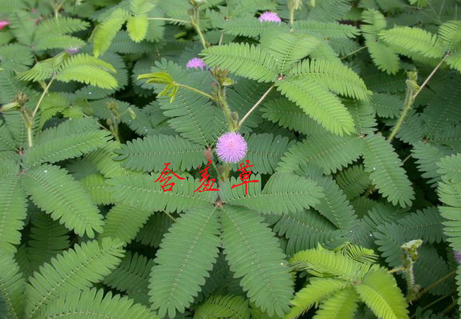 含羞草的爱情诗歌