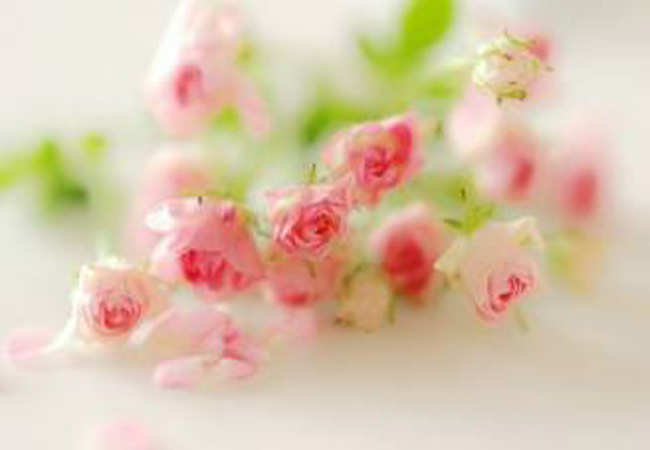 早安心语,安然一份放弃,固守一份洒脱