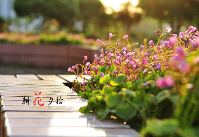 朝花夕拾读后感